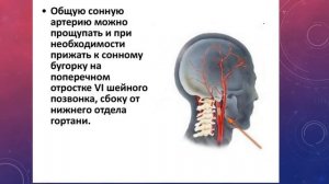 ТОПОГРАФИЯ ПРАВОЙ И ЛЕВОЙ НАРУЖНЫХ СОННЫХ АРТЕРИЙ, ИХ ОТЛИЧИЕ.  ПЛЕЧЕГОЛОВНОЙ СТВОЛ.