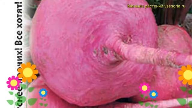 Репа японская Красно солнышко F1. Краткий обзор, описание характеристик brassica rapa смотреть онлайн