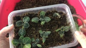 Выращивание деток глоксиний. Правильный объем горшка