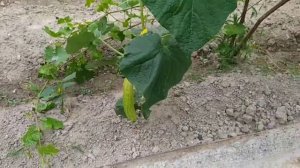 Огурцы китайские сорт «Белая Анаконда»