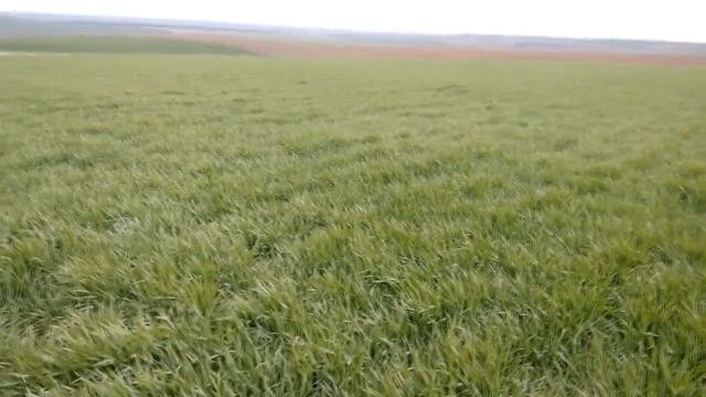 Озимый ячмень "Метелица": обзор состояния посева на 27.04.2021 смотреть онлайн