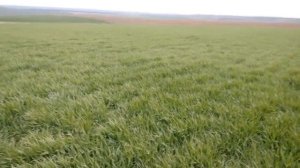 Озимый ячмень "Метелица": обзор состояния посева на 27.04.2021