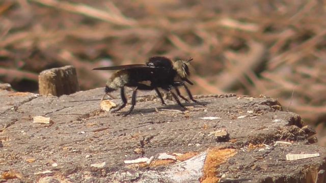 Ляфрия горбатая Laphria Gibbosa