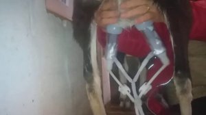 ДОЙКА КОЗЫ КИТАЙСКИМ АППАРАТОМ  26 октября 2021 г.