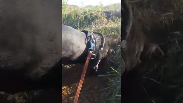 Кане корсо"Цирила" смотреть онлайн