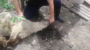 (3)+18 как зарезать барана 2