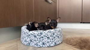 Щенки русский той (той терьер)