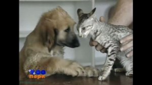 Афганская борзая