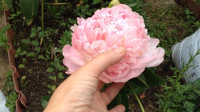 пион Свит 16 (Sweet - 16) смотреть онлайн