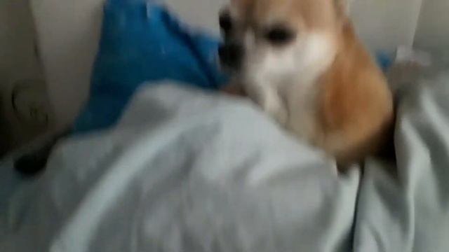 Моя любимая собака!🤩🏘 смотреть онлайн