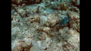 Plongée et snorkling Maldives 4