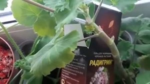 Укоренение пеларгонии April snow в радигрине