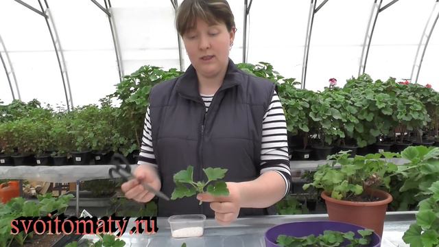 Начинаем укоренять пеларгонии смотреть онлайн