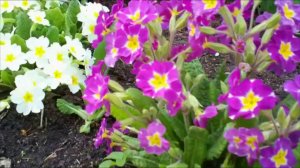 Весна пришла. Уникальный проект. Дачные картинки.