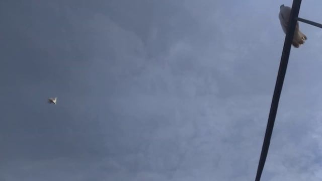 в гостях у голубевода Олега, Красный Кут. смотреть онлайн