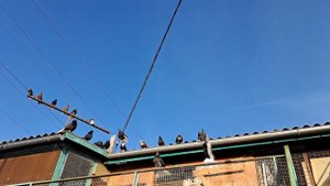 Голуби. Ярмарка голубей. 03.03 в Евпатории.