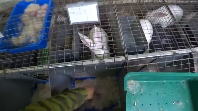 ✍️ ОКРОЛ! ✔️ ОСМОТР КРОЛЬЧАТ, ✔️ КУКОВАНИЕ, ✔️ ОТБОР САМОК и т.д смотреть онлайн