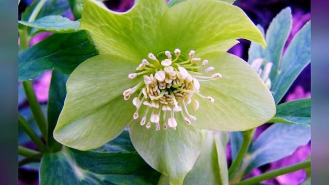 МОРОЗНИК, или ГЕЛЛЕБОРУС (HELLEBORUS) сем. Лютиковые смотреть онлайн