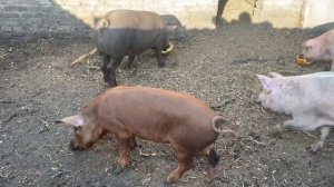 Может от тыквы пользы и немного,но мои свиньи её очень любят!