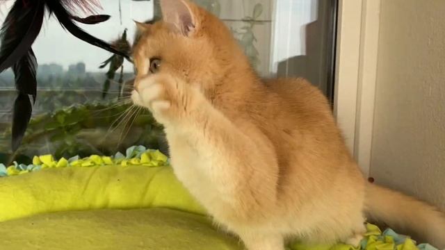 ?ЗОЛОТЫЕ? ДЕВОЧКИ?ЗОЛОТЫЕ?КОШКИ?GOLDENKITTENS?