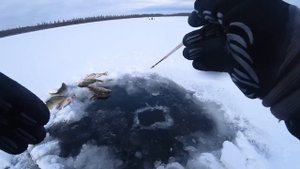 СООРУДИЛ ПОДЛЁДНИКИ НА ЯКУТСКИХ МОНСТРОВ! Якутия. Первый лед 2023-2024. Зимняя рыбалка.