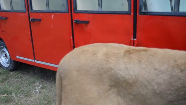 Как сходить в Тайган и не увидеть львов смотреть онлайн