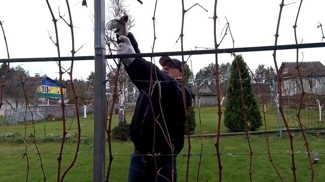 ?? Обрезка винограда осенью просто. Обрезка взрослых  кустов винограда. Плодовое звено. Виноград.
