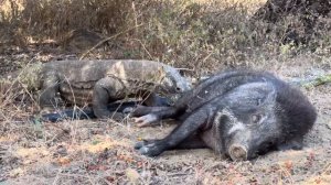 😱Komodo dragon attacks wild boar while sleeping