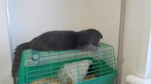 Шотландская Вислоухая Кошка 5 месяцев