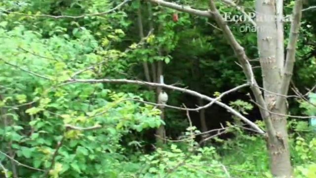 Самая мелкая в мире птичка смотреть онлайн