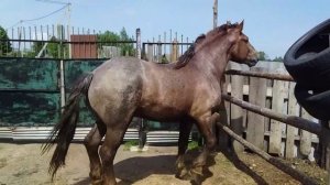 #ЖЕРЕБЕЦ#ЛОШАДИ# КУПИЛИ ЖЕРЕБЦА ЗАГОНЯЕМ В САРАЙ