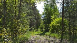Весенний лес. Расслабляющее пение птиц в лесу. Природа