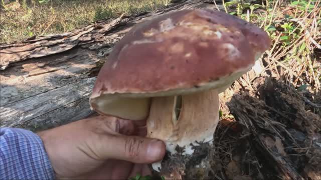 Боровики не отпускают грибника из осеннего леса. Вот это были грибы! смотреть онлайн