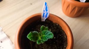 🌺Глоксиния проснулась😀 Что делать дальше?