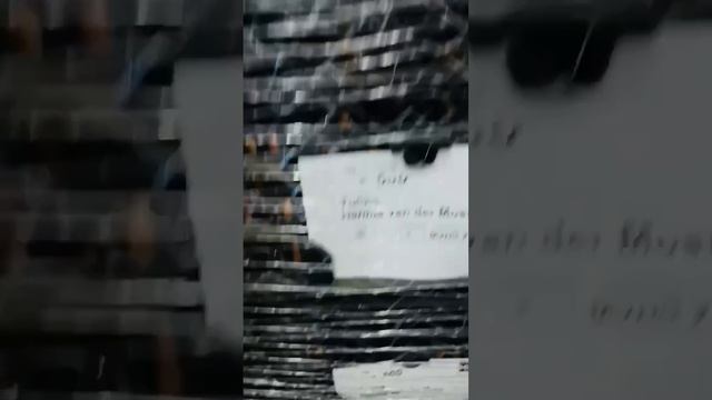 Поставка луковиц тюльпанов для выгонки в этом году #выгонкатюльпанов #срезка #цветы смотреть онлайн