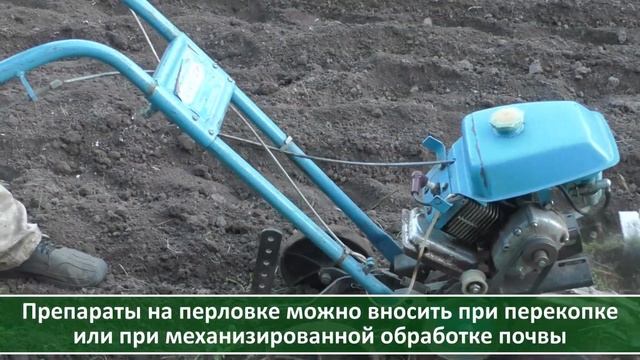 Если вы сеете рожь и овес как сидераты, посмотрите это видео. Проволочник: как с ним бороться