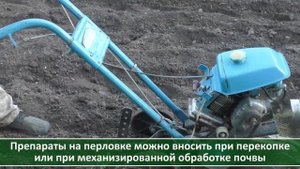 Если вы сеете рожь и овес как сидераты, посмотрите это видео. Проволочник: как с ним бороться