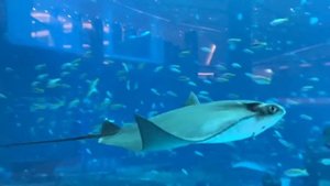 Скат плавает под водой в аквариуме "Затерянные пещеры" (Lost Chambers).
