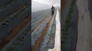 Оброботка в теплице против тли на клубнике.