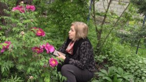 Пион древовидный после отцветания обязательно срезать соцветия!