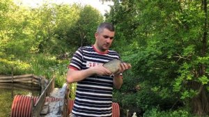 Рыбалка на крупного карпа в своем пруду. Активный клев карася на поплавочную удочку. Пруд на даче.