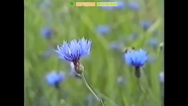 Васелек синий (волошки). Лечебные свойства и рецепты применения василька смотреть онлайн