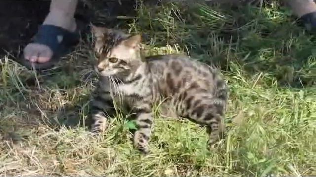 Sparbl i papa смотреть онлайн