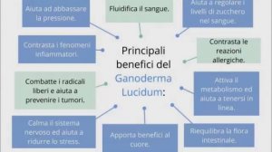 Organo Gold Ganoderma Lucidum