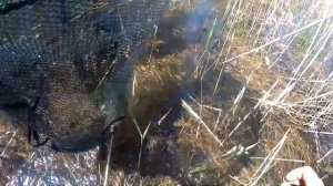 Хитрый метод ловли. Огромные караси на удочку с боковым кивком. Рыбалка на карася весной