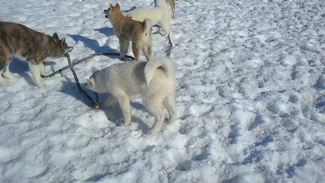 Новая игрушка для щенков Акита. 2019 смотреть онлайн