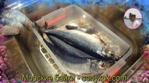 Как засолить селедку. Посол сельди дома от Petr de Cril'on