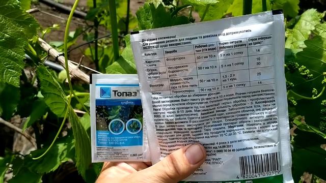 ? Самая ВАЖНАЯ ВТОРАЯ обработка виноградника перед цветением. Виноградник без болезней.