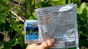 ? Самая ВАЖНАЯ ВТОРАЯ обработка виноградника перед цветением. Виноградник без болезней.