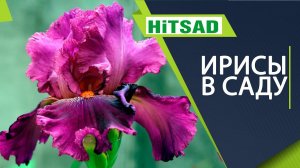 Виды Ирисов  Ирис Сибирский  Ирис японский